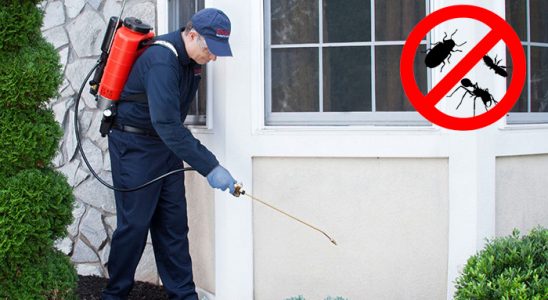 Kalabak Dezenfeksiyon böcek ilaçlama ve haşere kontrolü — ilaclama-tr.com
